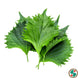 Suzuki Farm Green Shiso Leaf (Ohba) (2 bunch)