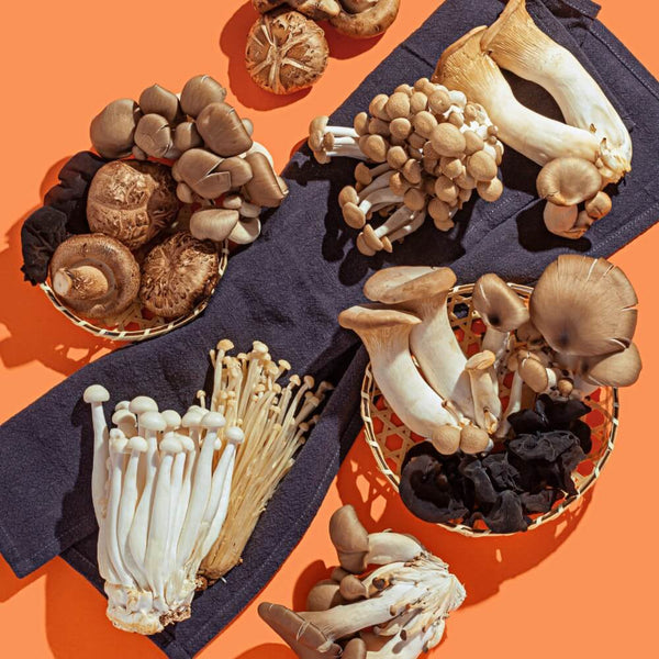 Umami Mushroom Sampler Bundle