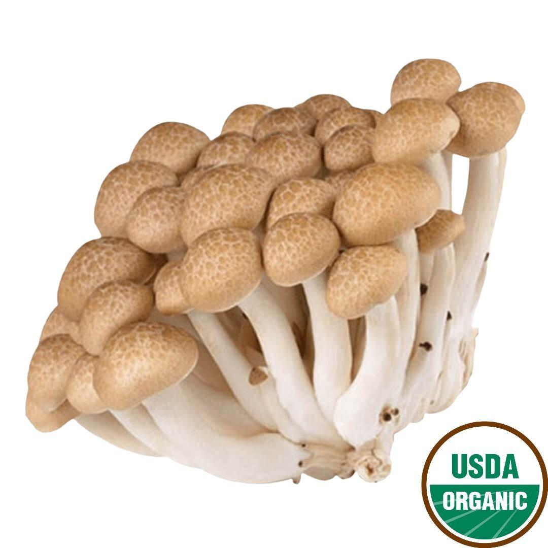 Organic Brown Beech Mushroom (1 count)
