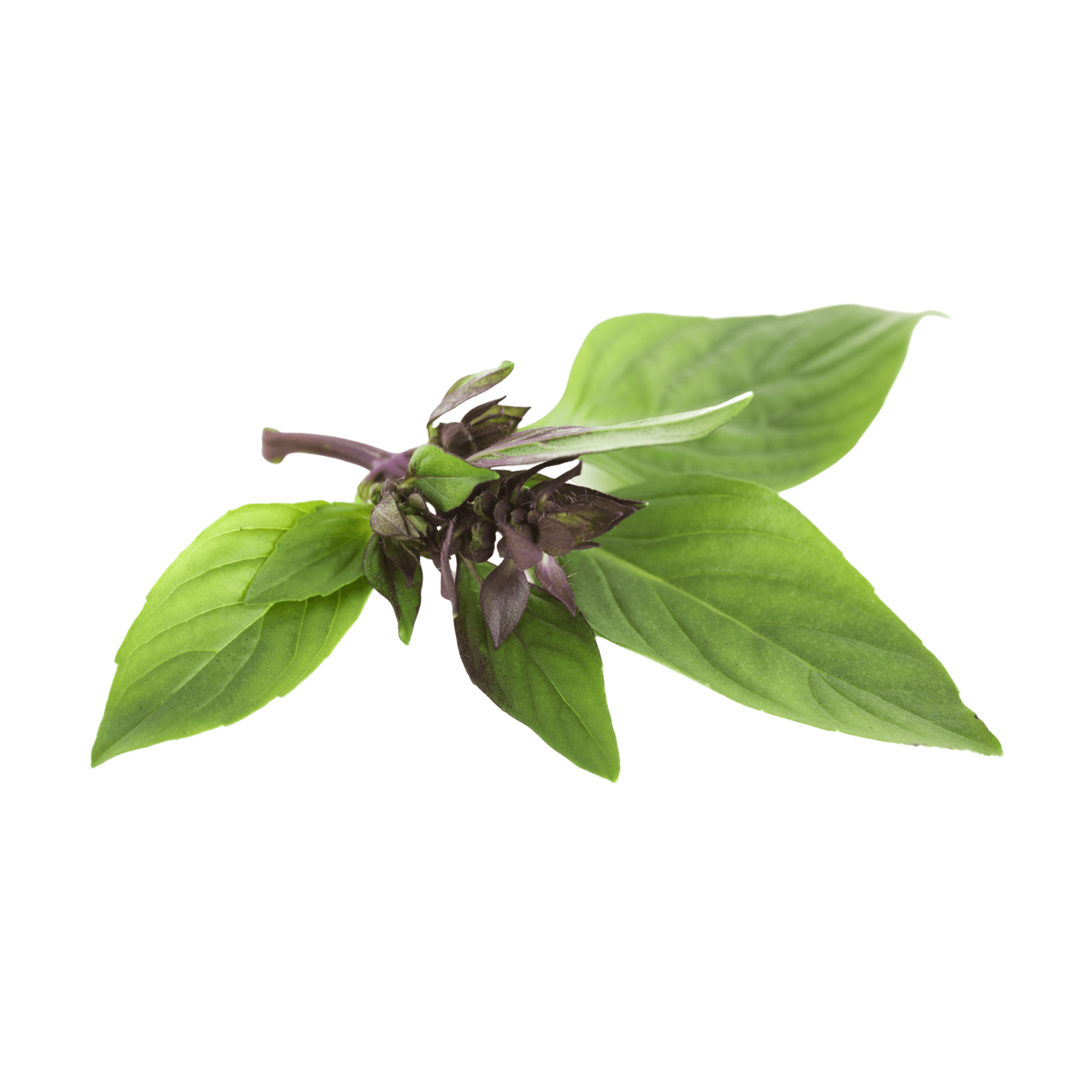 Thai Basil (3 oz)