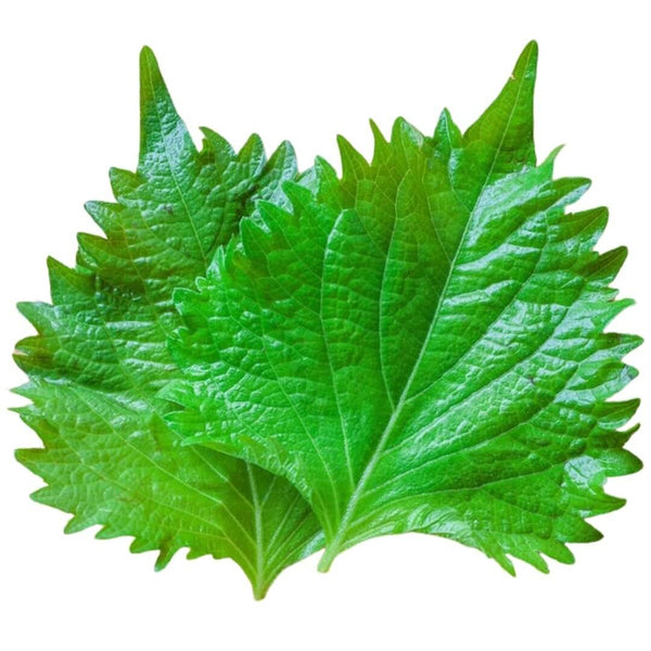 Shiso Leaf (10 pieces)