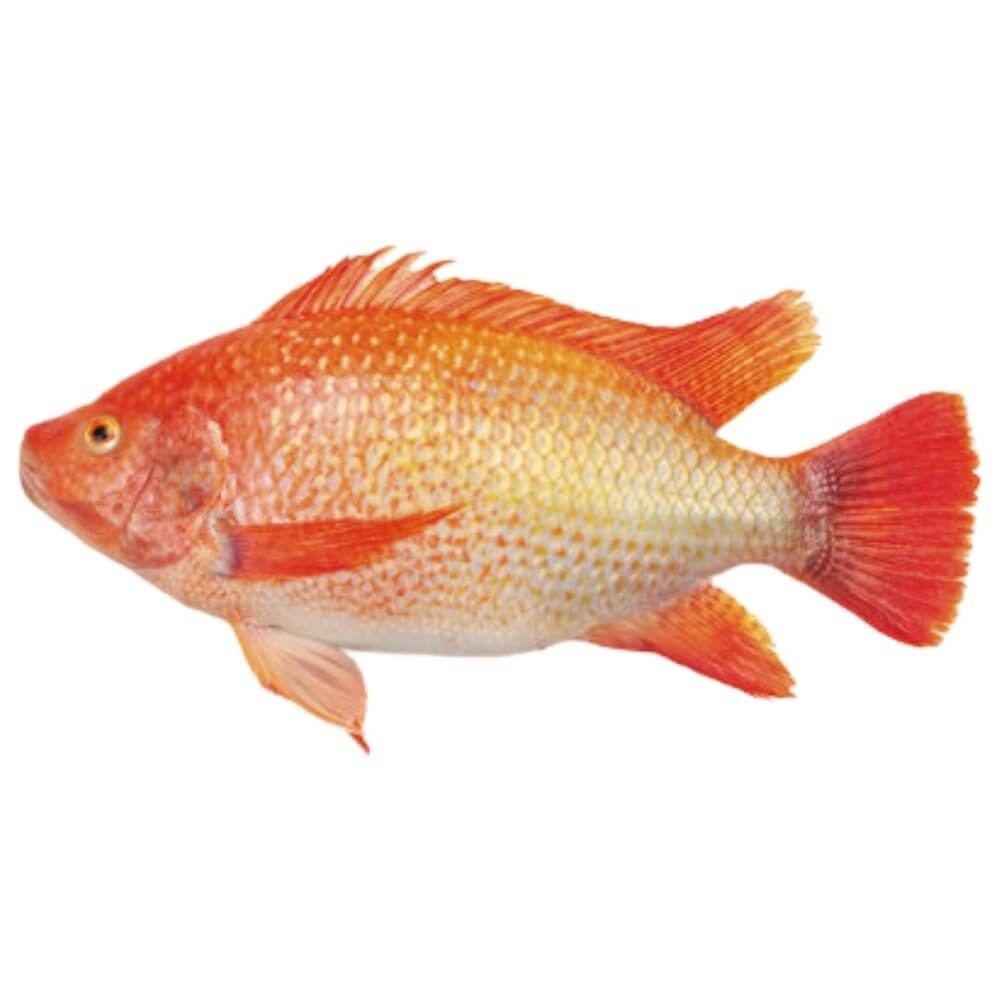 Large Whole Red Tilapia, Cleaned (2 lb)