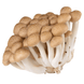 Brown Beech Mushroom (1 count)