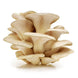 Oyster Mushroom (6 oz)