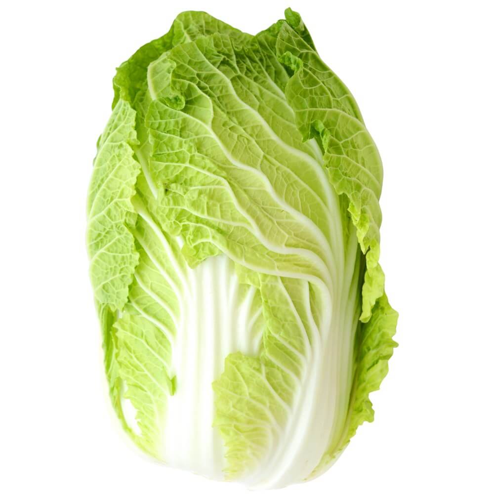 Napa Cabbage