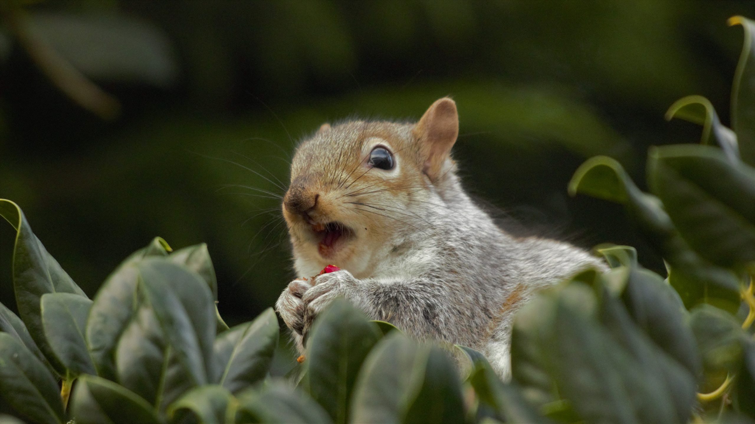 Do Coffee Grounds Keep Squirrels Away? Discover the Truth